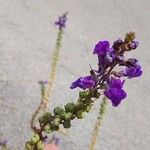 Linaria purpureaBlomst