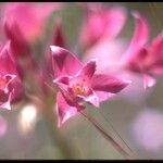 Allium crispum Квітка