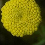 Santolina rosmarinifolia 花