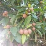 Manilkara zapota 葉