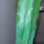 Trichocereus macrogonus Leaf