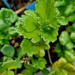 Ligusticum scothicum Blad