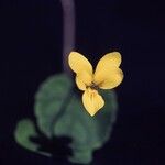 Viola sempervirens Flor