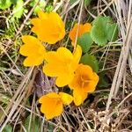 Crocus chrysanthus Flor