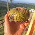 Annona reticulata 果實