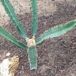 Euphorbia ingens List