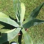 Agave salmianaFolio