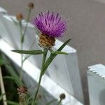 Centaurea nigraFleur