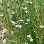 Diosma hirsuta 葉