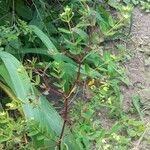 Euphorbia nutans Blad