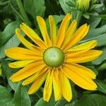 Rudbeckia laciniata 花