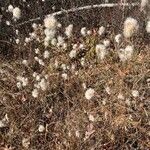 Eriophorum virginicum Fruchs