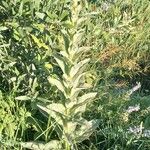 Verbascum densiflorum ഇല