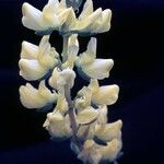 Lupinus luteolus Flor