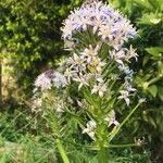 Scilla hyacinthoides Flor