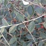 Cotoneaster franchetii পাতা