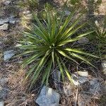 Yucca rupicola Blad