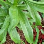 Fritillaria imperialis Folha