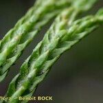 Lycopodium × oellgaardii Fruit