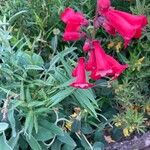 Penstemon hartwegii Flower