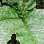 Gunnera insignis Leaf