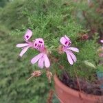 Pelargonium denticulatum