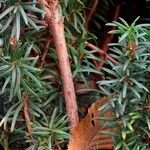 Taxus cuspidata Bark