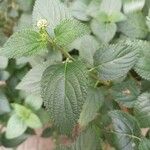 Lantana × aculeata Leaf