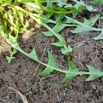 Taraxacum cucullatiforme Likasa