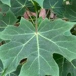 Jatropha curcas Blatt