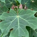 Jatropha curcas Leaf