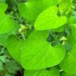 Aristolochia pallida Levél