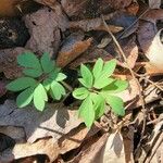 Corydalis intermedia Листок