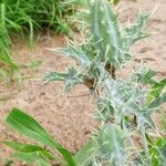 Argemone ochroleuca Leaf