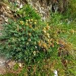Teucrium montanum 葉