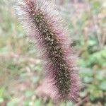 Setaria italica Fruit