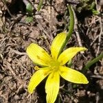 Gagea fragifera 花