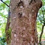 Acer monspessulanum Bark