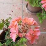 Pelargonium zonaleКветка