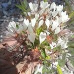 Cleome dodecandra ফুল