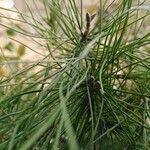 Pinus pinea 葉