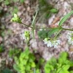 Vincetoxicum hirundinaria Flower