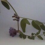 Vicia sepium Virág
