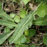 Cirsium dissectum Foglia