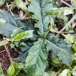 Elephantopus scaber Leaf