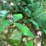 Euonymus americanus 葉