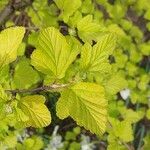 Physocarpus opulifolius Leaf