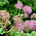 Thalictrum aquilegiifolium Vekstform