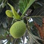 Artocarpus altilis ഫലം