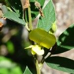 Cajanus cajan Flower